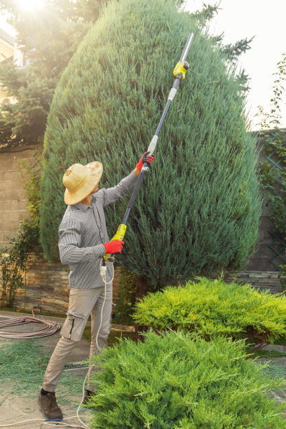 Best Tree and Shrub Care  in USA